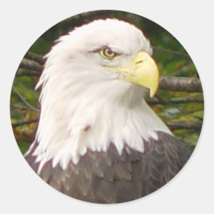 Etiqueta americana da águia americana