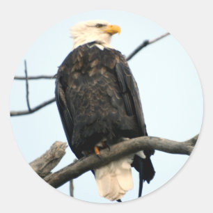 Etiqueta americana da águia americana