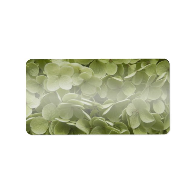 Etiqueta Annabelle Hydrangea Flowers (Frente)