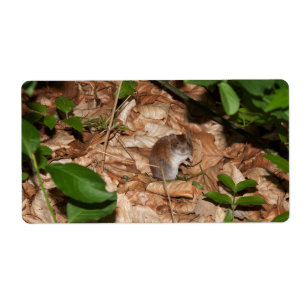 Etiqueta Apodemus sylvaticus