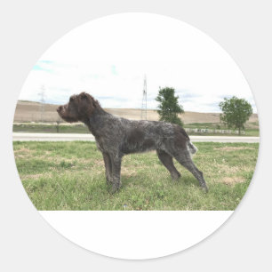 Etiqueta apontar Griffon Wirehaired
