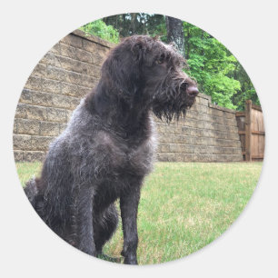 Etiqueta apontar Griffon Wirehaired