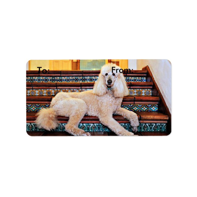 Etiqueta Apricot Standard Poodle - Bocelli (Frente)