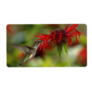 Etiqueta Archilochus Rubi-Throated Colubris do colibri