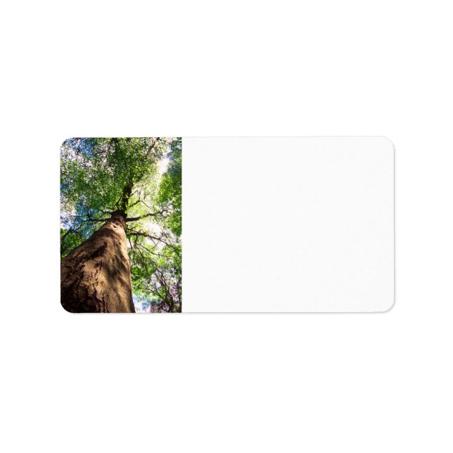 Etiqueta Árvore de Feia de Crescimento Antigo (Frente)