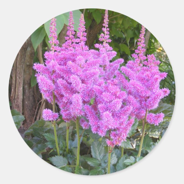 Etiqueta ~ Astilbe (Frente)