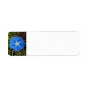 Etiqueta azul da flor da corriola