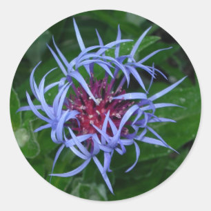 Etiqueta azul do Cornflower
