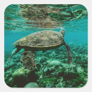 Etiqueta azul-oceânica para nadar