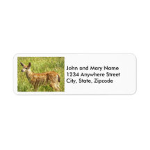 Baby Deer Fawn Nature Photo Return Endereço