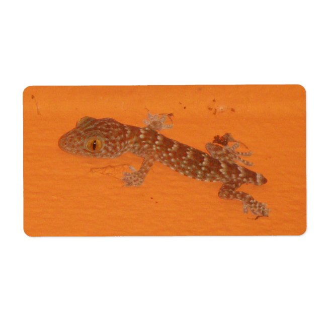 Etiqueta Baby Tokay Gecko (Frente)