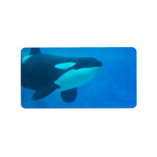 Etiqueta baleia matadora de orca azul submarino
