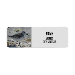 Etiqueta Beach Bird Nature Foto Cinza Coastal Animal