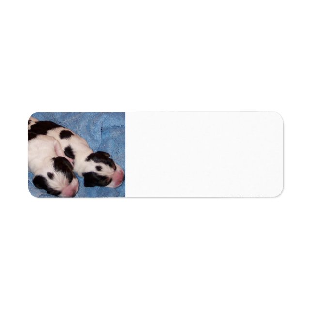 Etiqueta Beagle Puppies (Frente)