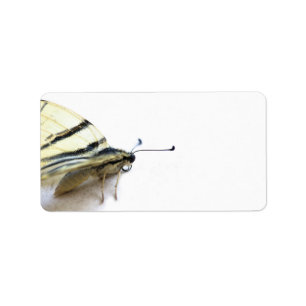 Etiqueta Belo rótulo da borboleta