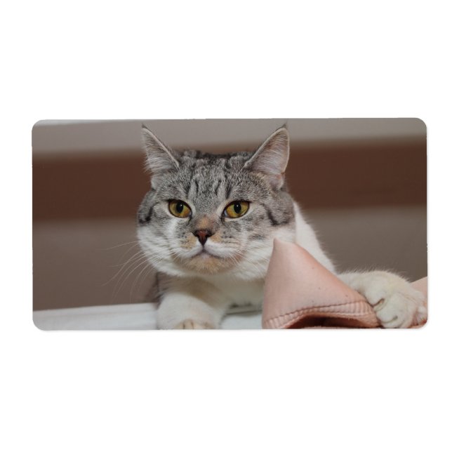 Etiqueta Belo Tomcat de Shorthair Britânico (Frente)