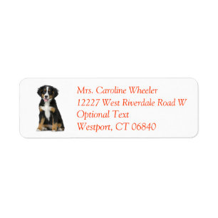 Etiqueta Bernese Mountain Dog Puppy Dog Endereço para Devo