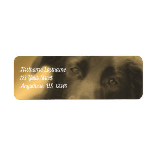 Etiqueta Black Labrador Retriever Dog