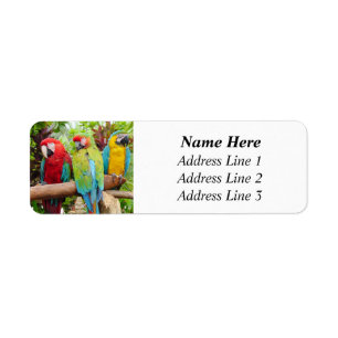 Etiqueta Bloqueio Colorido de Parques Macaw Endereço de Dev