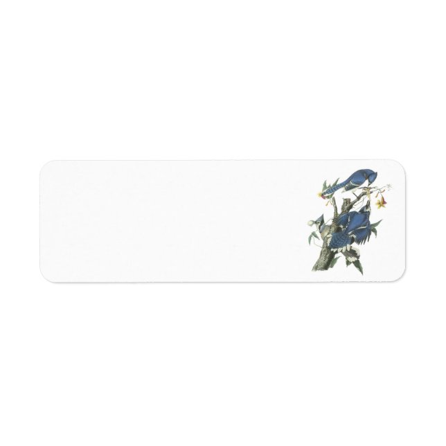 Etiqueta Blue Jay de Audubon (Frente)
