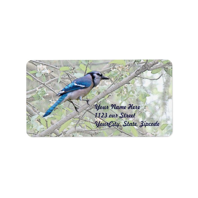 Etiqueta Blue Jay Songbird (Frente)