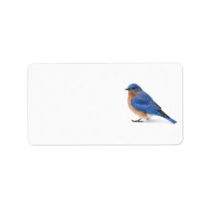 Etiqueta Bluebird