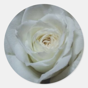 Etiqueta bonita do rosa branco