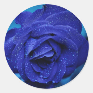 Etiqueta bonita do rosa do azul