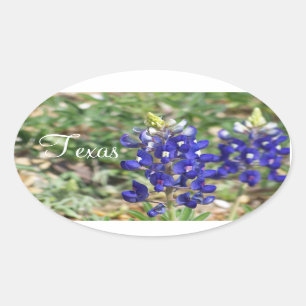 Etiqueta bonita do Wildflower do Bluebonnet de