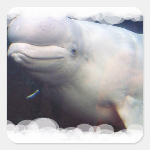 Etiqueta bonito da baleia da beluga