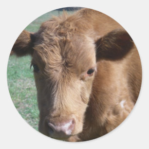 Etiqueta bonito da vitela do Fim-acima