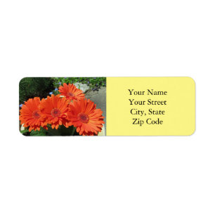 Etiqueta Bonito Laranja Gerbera Daisy Foto Amarelo