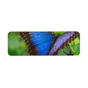 Etiqueta Borboleta Azul