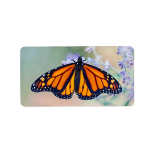 Etiqueta Borboleta de monarca