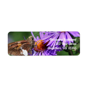 Etiqueta Borboleta No Endereço Da Flor Do Aster Roxo Selva