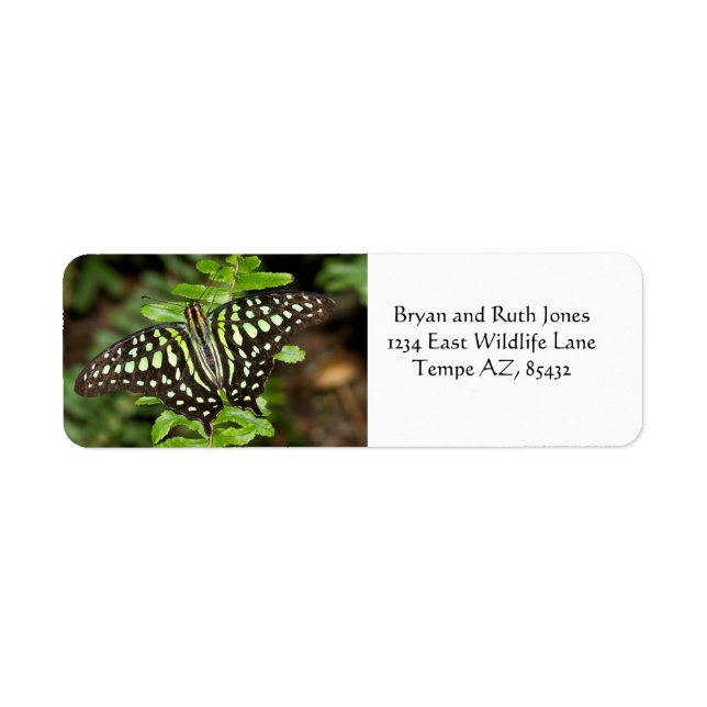 Etiqueta Borboleta Tailed Jay (Frente)