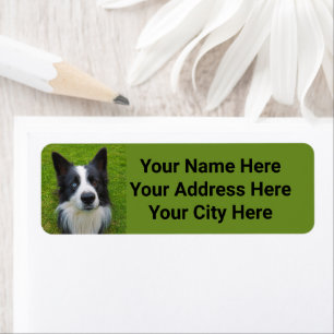 Etiqueta Border Collie