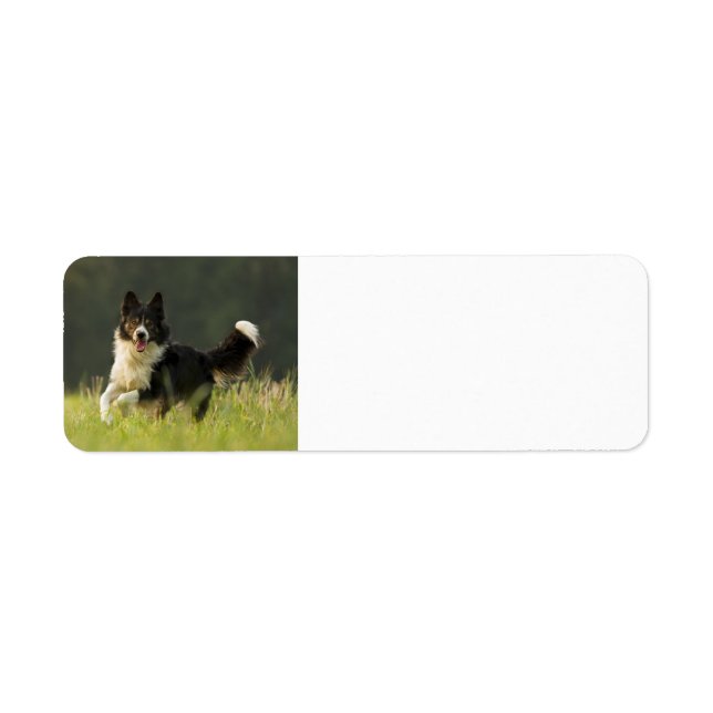 Etiqueta border collie p9 (Frente)