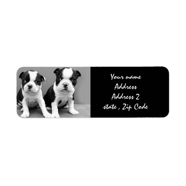Etiqueta Boston Terrier Puppies Endereço Labels (Frente)