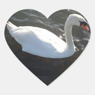 Etiqueta branca do coração da cisne