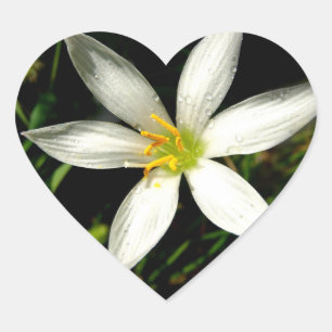 Etiqueta branca do coração da flor da beleza