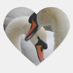 Etiqueta branca do coração das cisnes