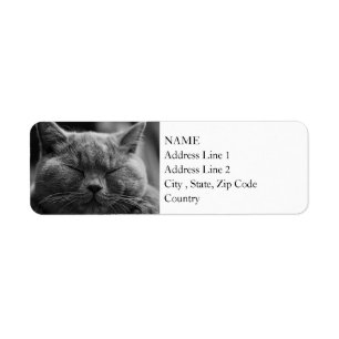 Etiqueta British Shorthair Preto e branco Retrato de ga