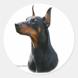 Etiqueta cabeça-preta do Pinscher de Dobermann