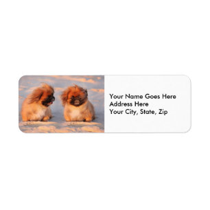 Etiqueta Cães bonitos de Pekingese