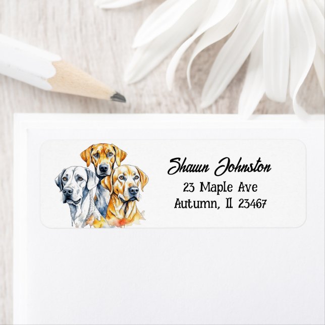 Etiqueta Cães Labrador Retriever (Insitu)