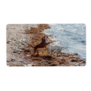 Etiqueta Cães na praia