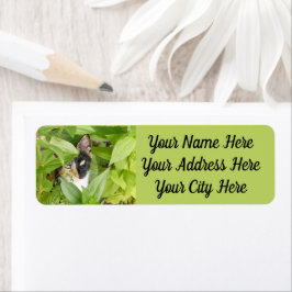 Etiqueta Calico Cat nos Zinnias