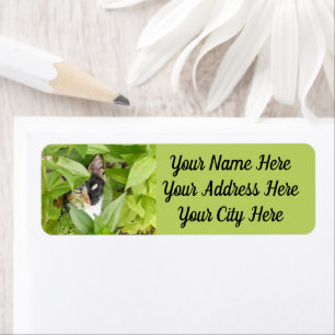 Etiqueta Calico Cat nos Zinnias