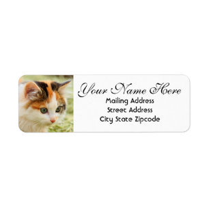 Etiqueta Calico Kitten, de olhos verdes, endereço de volta